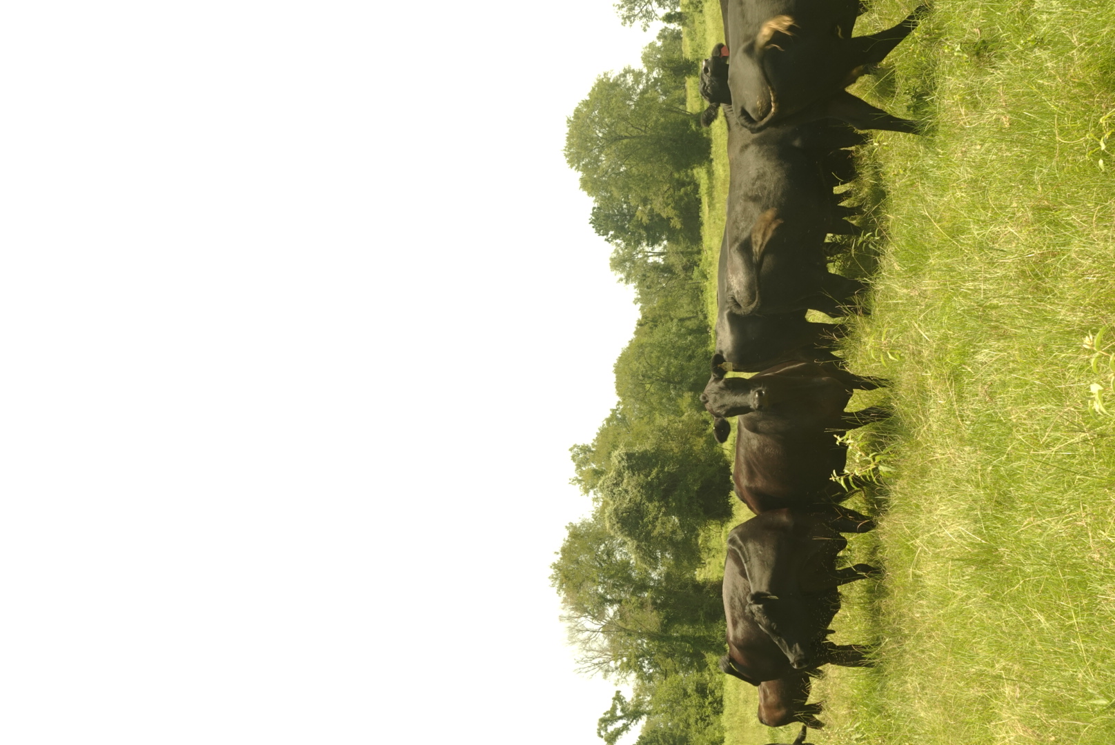 Black Angus cattle grazing at Winch Ranch in Montgomery, Texas