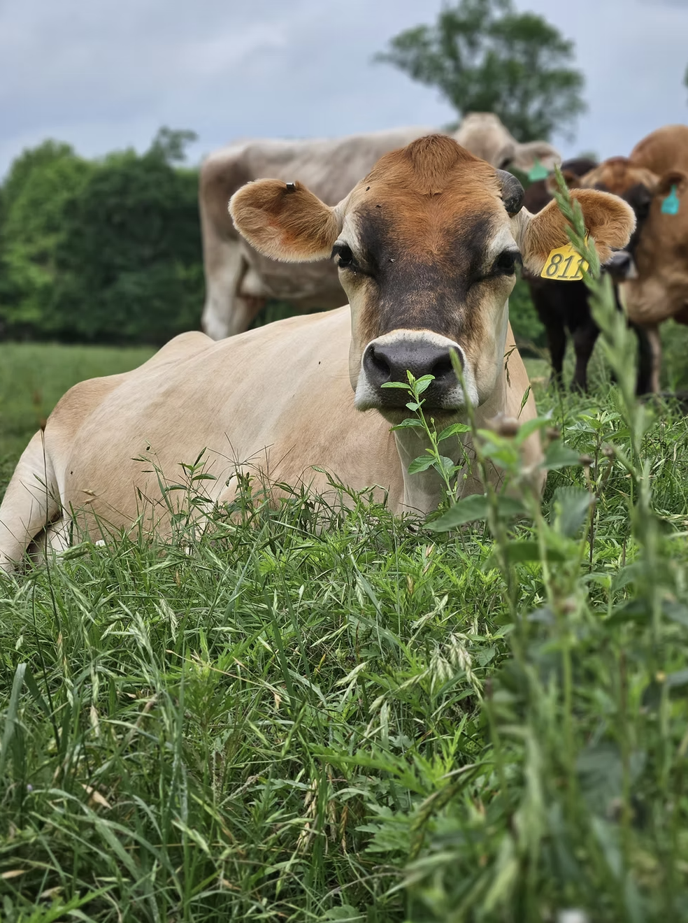 Jersey dairy cow in tall grass at Goodgrass Farm, Willis, Texas